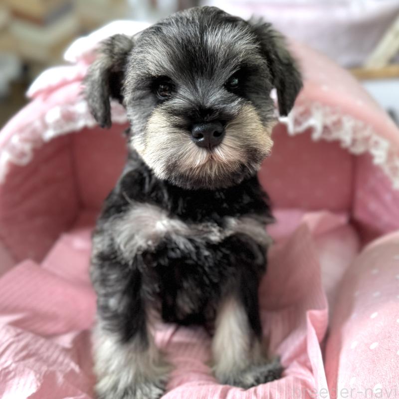 販売中の大阪府のミニチュアシュナウザー-443604の6枚目