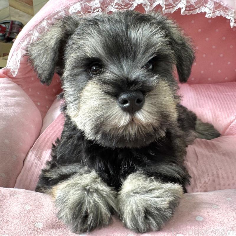 販売中の大阪府のミニチュアシュナウザー-443604の5枚目