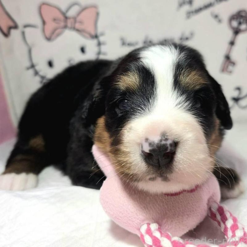 販売中の静岡県のバーニーズマウンテンドッグ-443605の3枚目