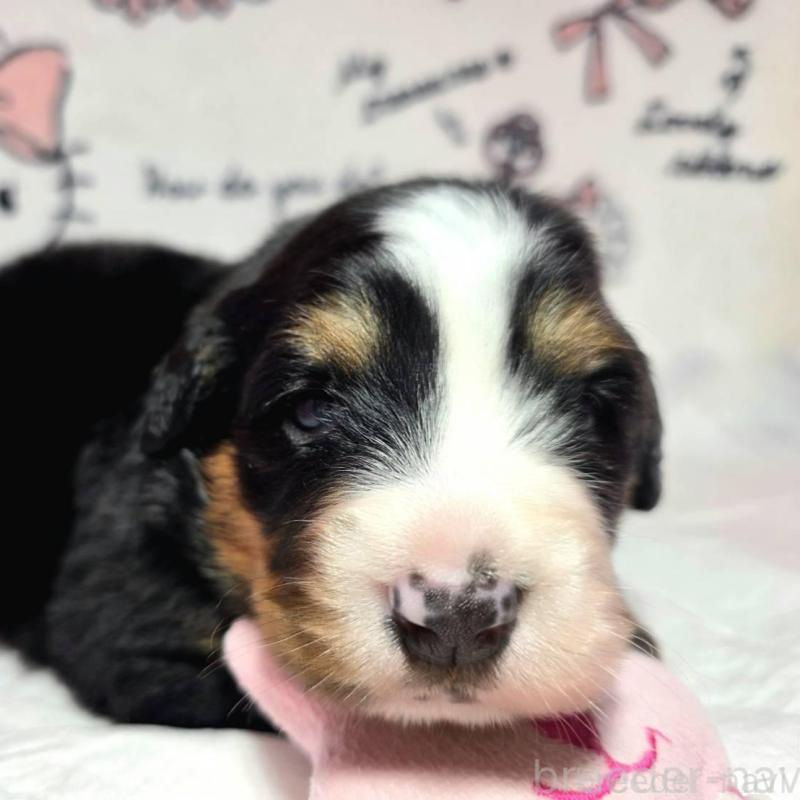 販売中の静岡県のバーニーズマウンテンドッグ-443605の2枚目