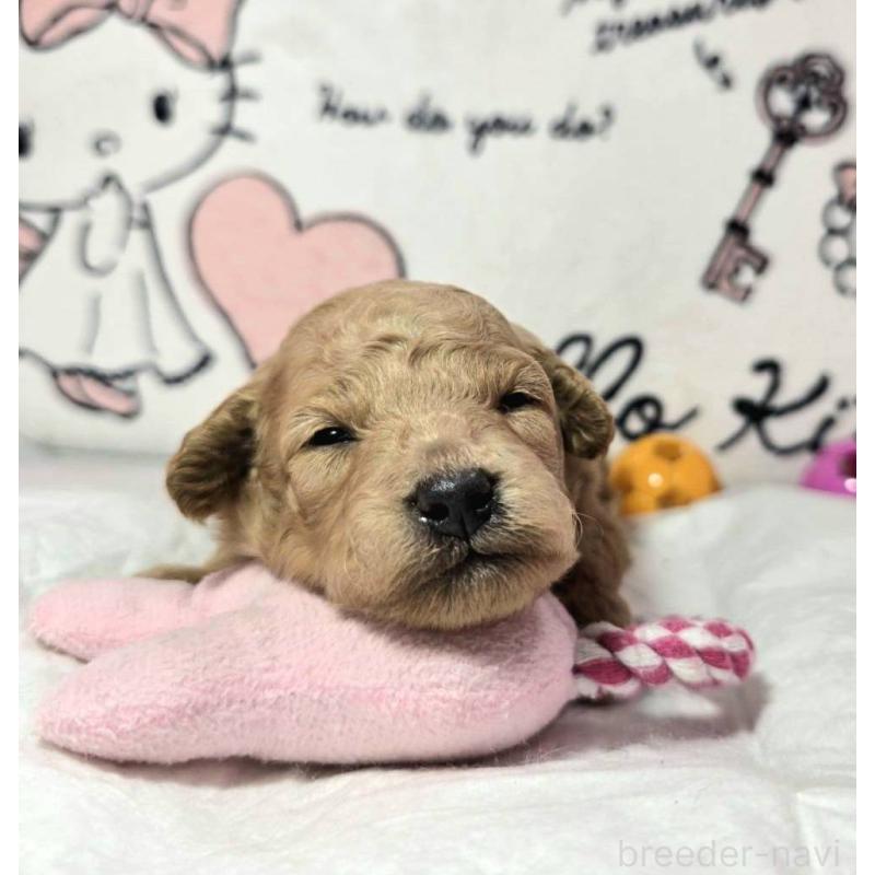 販売中の静岡県のトイプードル-443609の7枚目