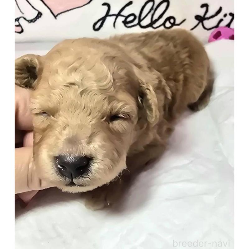 販売中の静岡県のトイプードル-443609の6枚目