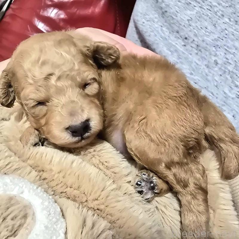 販売中の静岡県のトイプードル-443609の5枚目