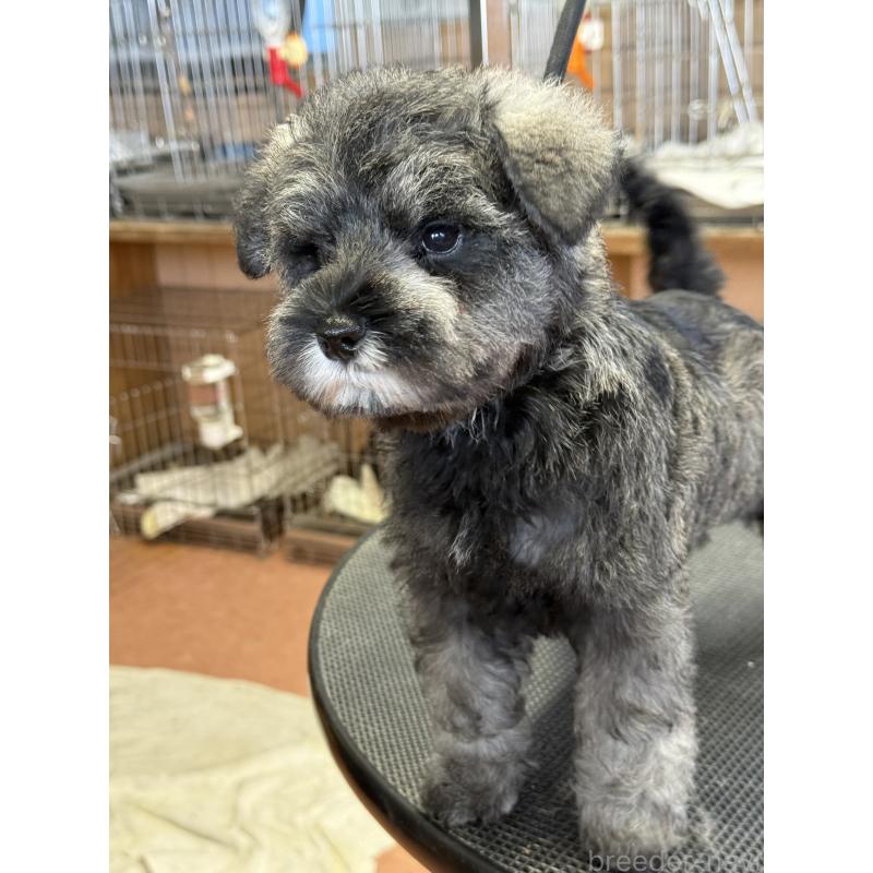 成約済の栃木県のミニチュアシュナウザー-436456の10枚目