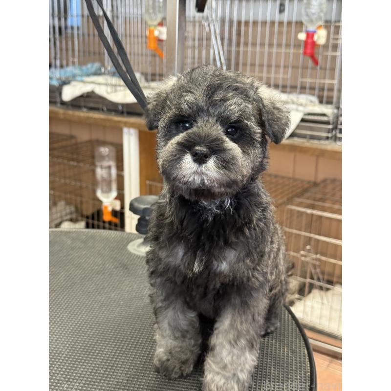 成約済の栃木県のミニチュアシュナウザー-436456の9枚目