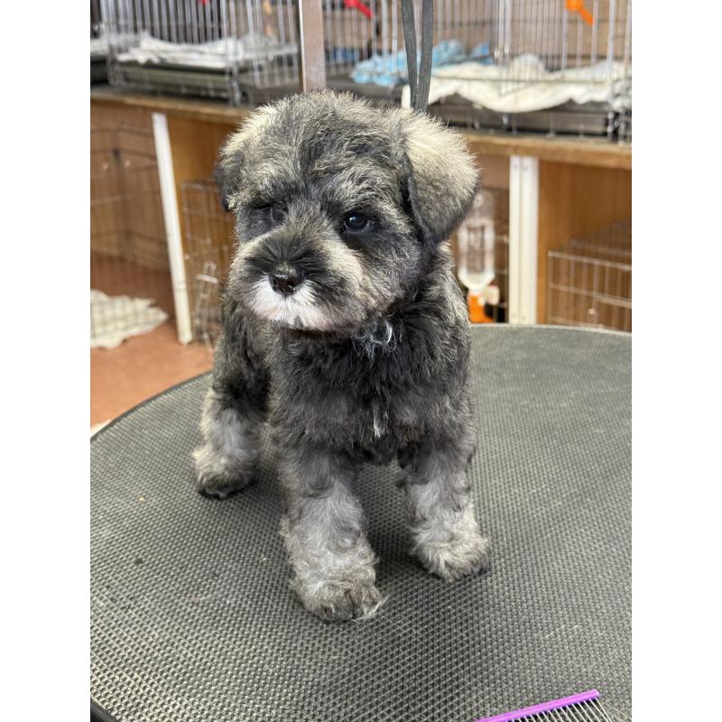 成約済の栃木県のミニチュアシュナウザー-436456の8枚目