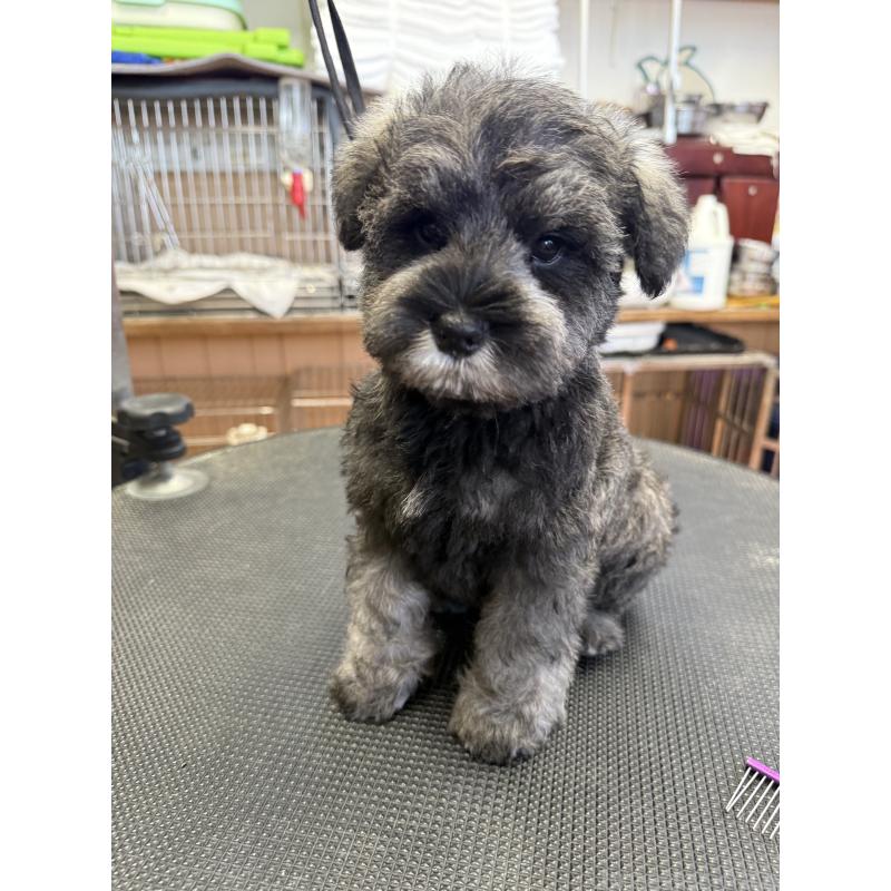 成約済の栃木県のミニチュアシュナウザー-436456の6枚目