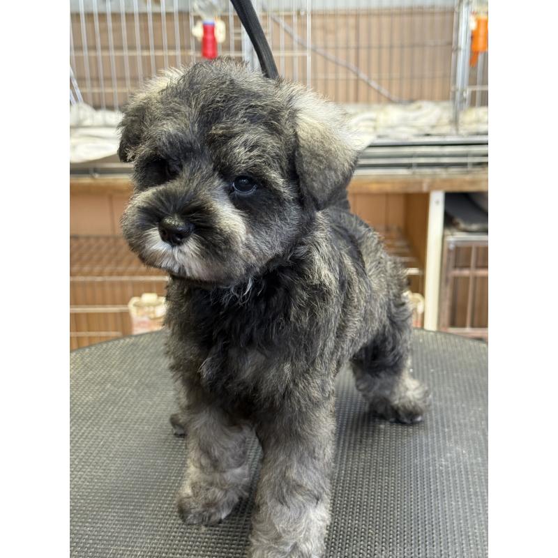 成約済の栃木県のミニチュアシュナウザー-436456の5枚目