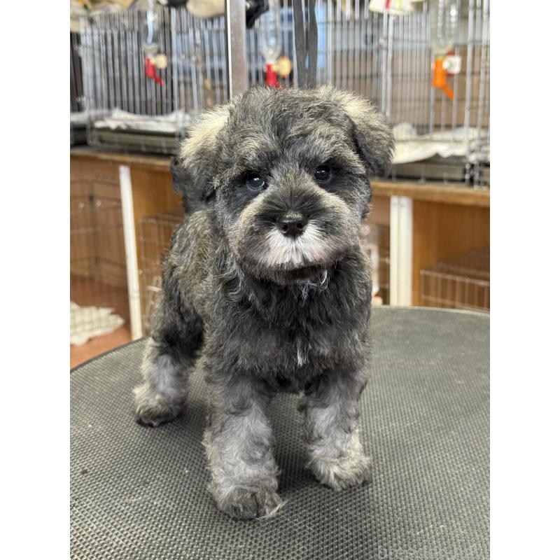 成約済の栃木県のミニチュアシュナウザー-436456の4枚目