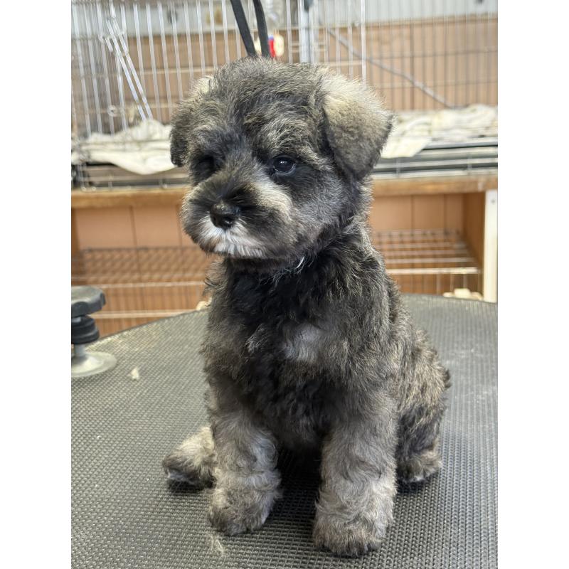 成約済の栃木県のミニチュアシュナウザー-436456の3枚目