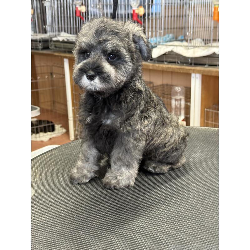 成約済の栃木県のミニチュアシュナウザー-436456の2枚目