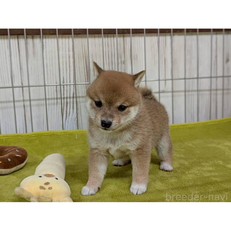 成約済の鹿児島県の豆柴-438055の7枚目