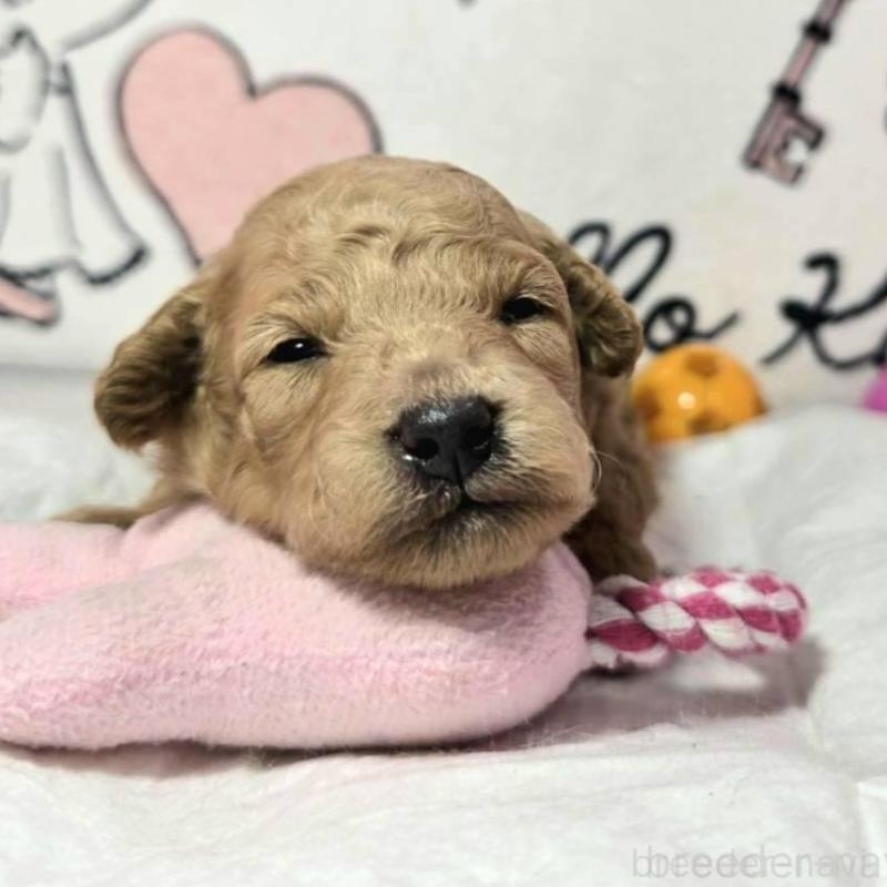 販売中の静岡県のトイプードル-443609の4枚目