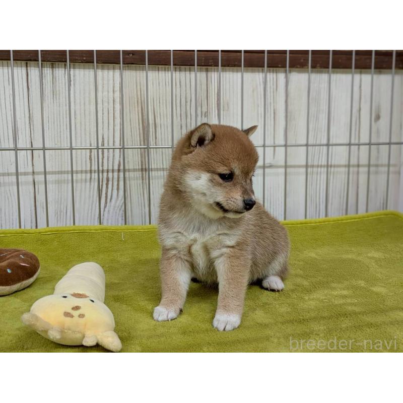 成約済の鹿児島県の豆柴-438055の6枚目