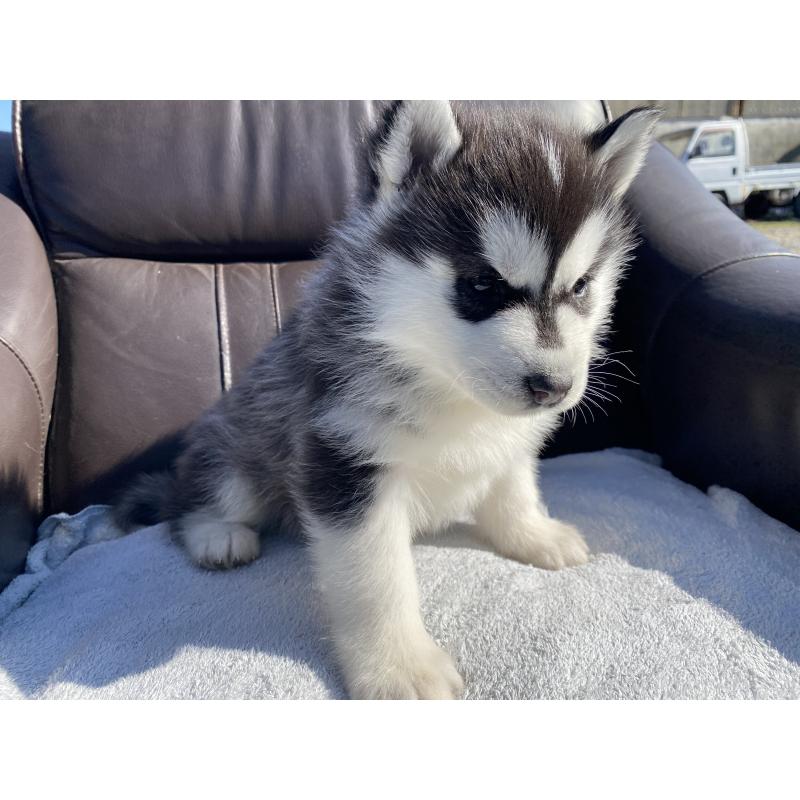 販売中の静岡県のシベリアンハスキー-439669の5枚目