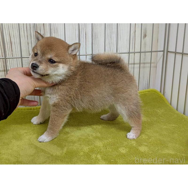 成約済の鹿児島県の豆柴-438055の5枚目