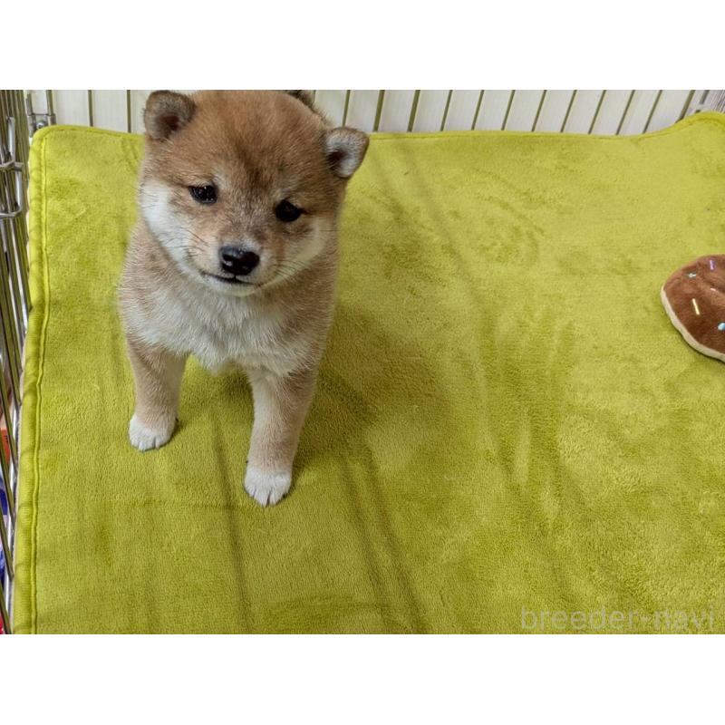 成約済の鹿児島県の豆柴-438055の4枚目