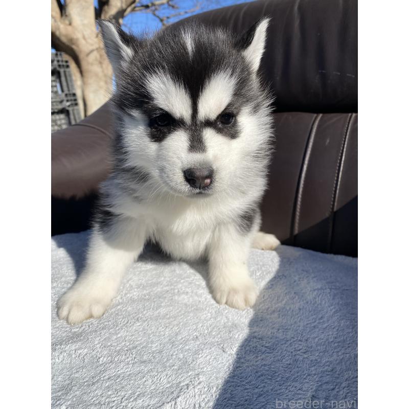 販売中の静岡県のシベリアンハスキー-439669の4枚目