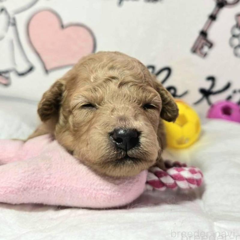 販売中の静岡県のトイプードル-443609の3枚目