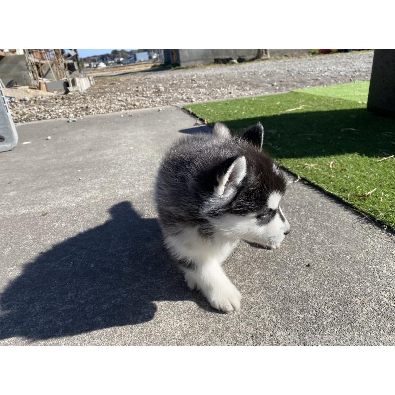 販売中の静岡県のシベリアンハスキー-439669の3枚目