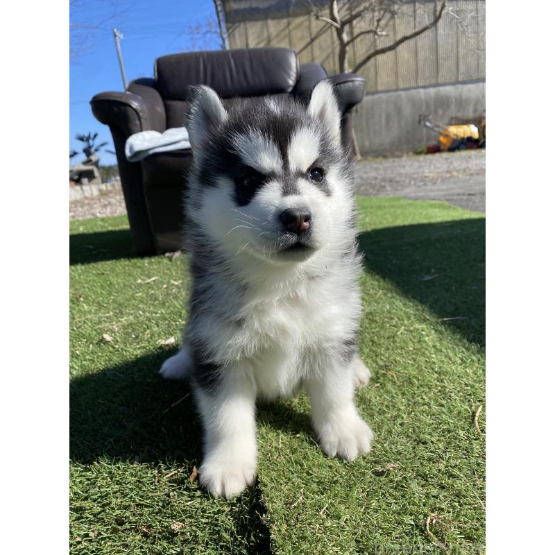 販売中の静岡県のシベリアンハスキー-439669の2枚目