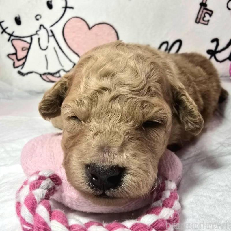 販売中の静岡県のトイプードル-443609の2枚目