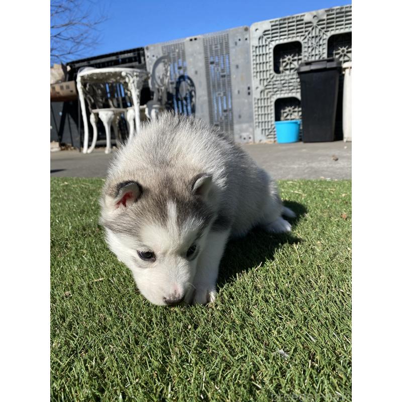 販売中の静岡県のシベリアンハスキー-443616の5枚目