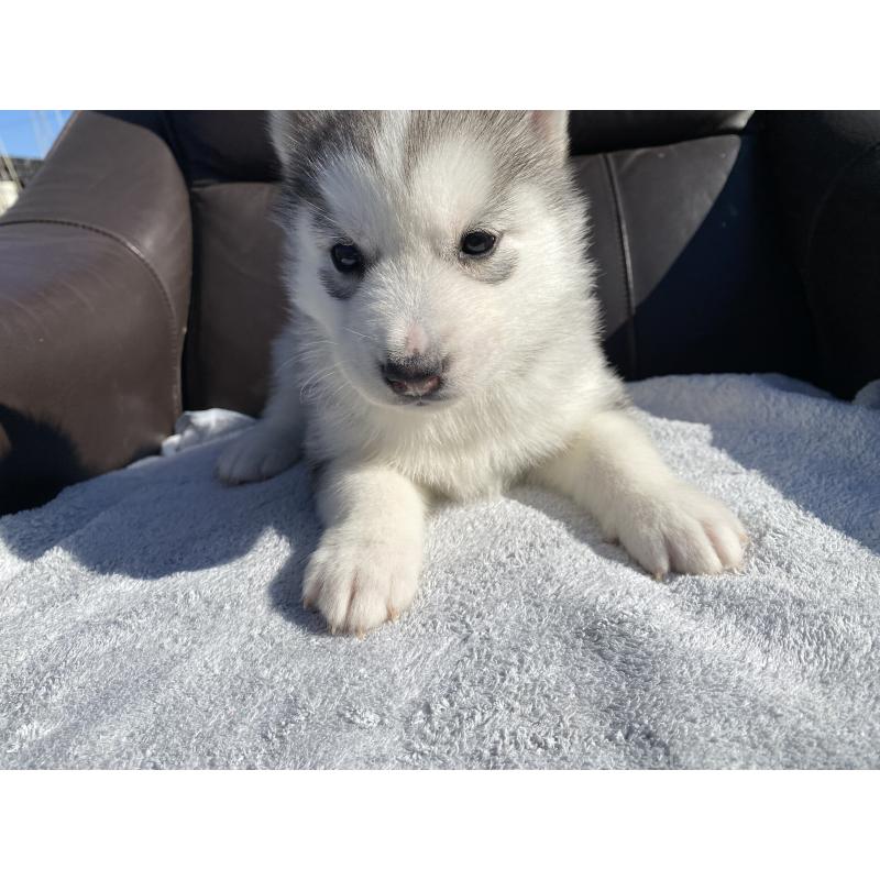 販売中の静岡県のシベリアンハスキー-443616の4枚目