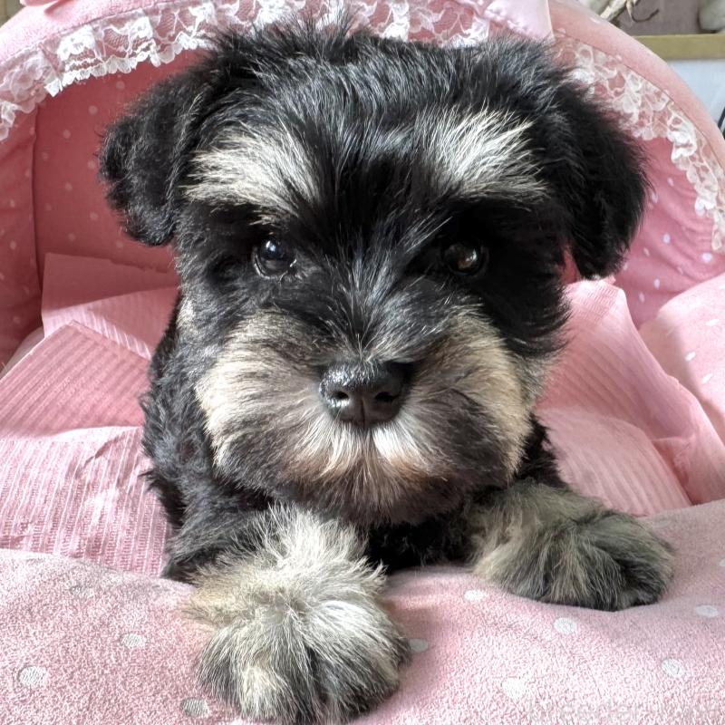 販売中の大阪府のミニチュアシュナウザー-443611の9枚目