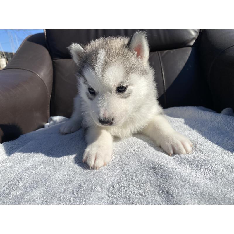 販売中の静岡県のシベリアンハスキー-443616の3枚目