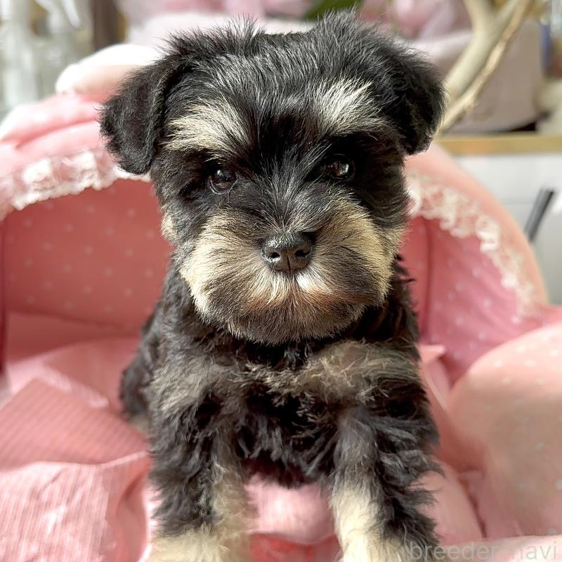 販売中の大阪府のミニチュアシュナウザー-443611の7枚目