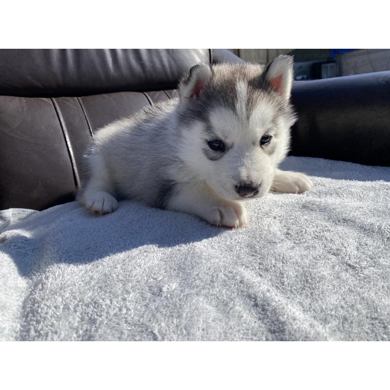 販売中の静岡県のシベリアンハスキー-443616の2枚目