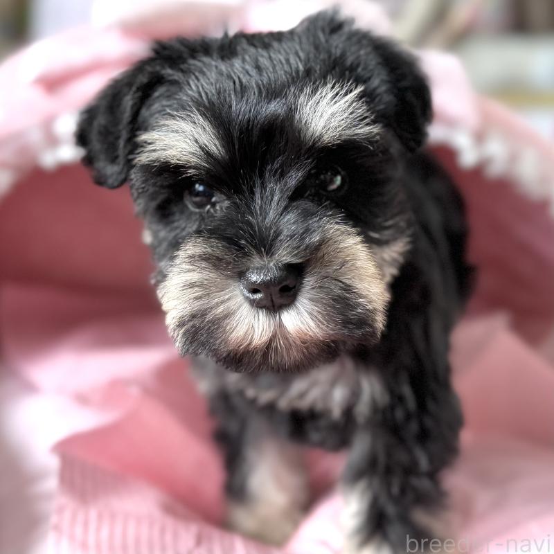 販売中の大阪府のミニチュアシュナウザー-443611の6枚目