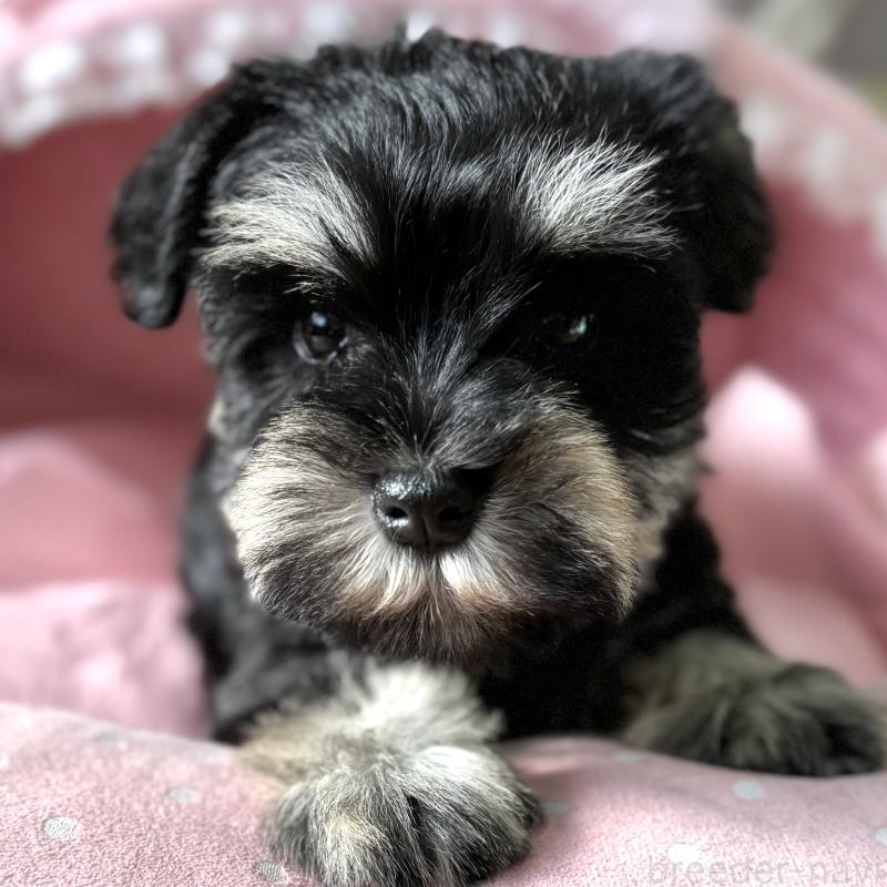 販売中の大阪府のミニチュアシュナウザー-443611の5枚目