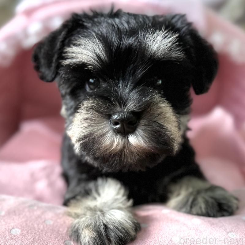 販売中の大阪府のミニチュアシュナウザー-443611の4枚目