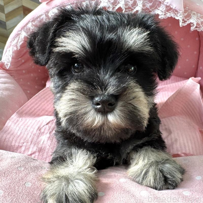 販売中の大阪府のミニチュアシュナウザー-443611