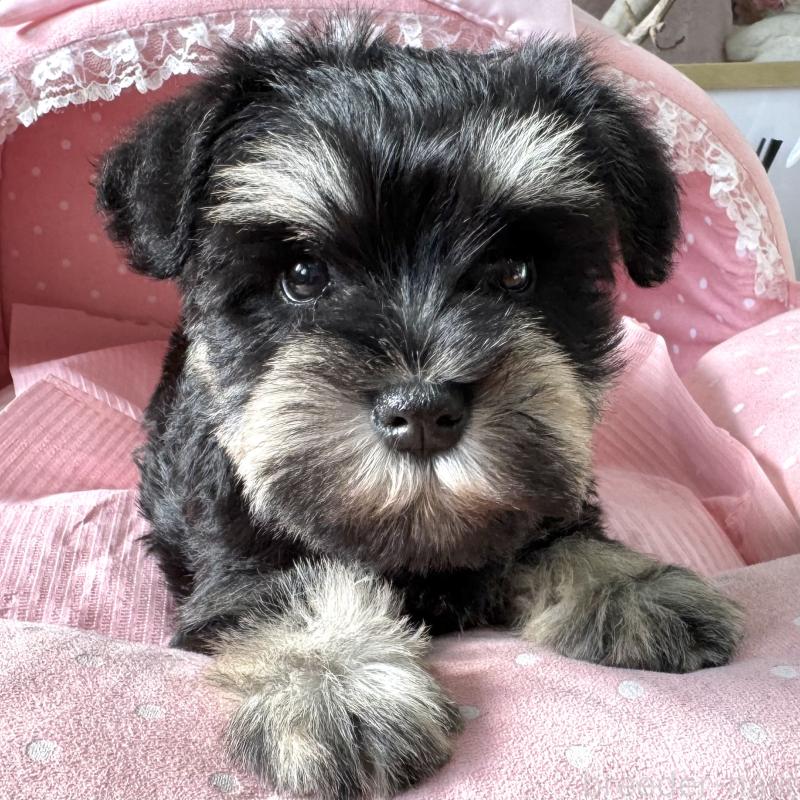 販売中の大阪府のミニチュアシュナウザー-443611の3枚目