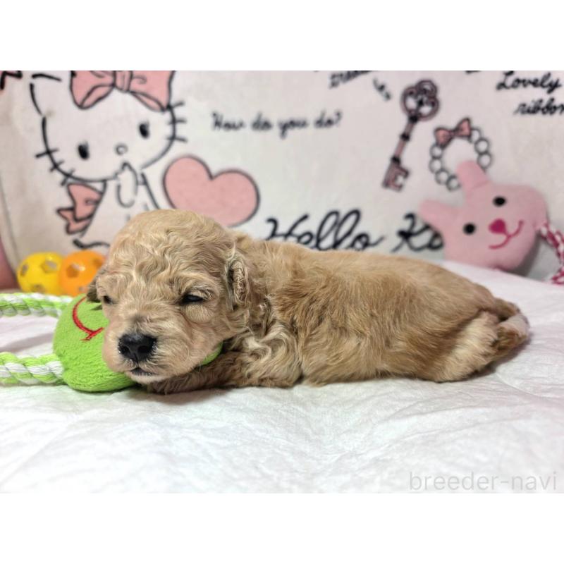 販売中の静岡県のトイプードル-443613の5枚目