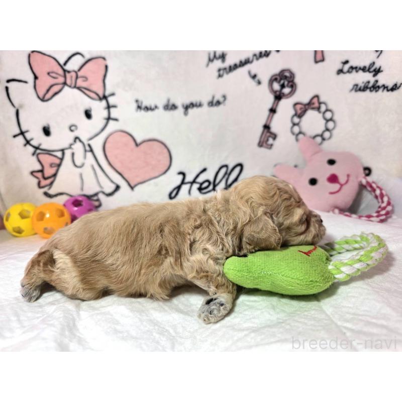 販売中の静岡県のトイプードル-443613の4枚目