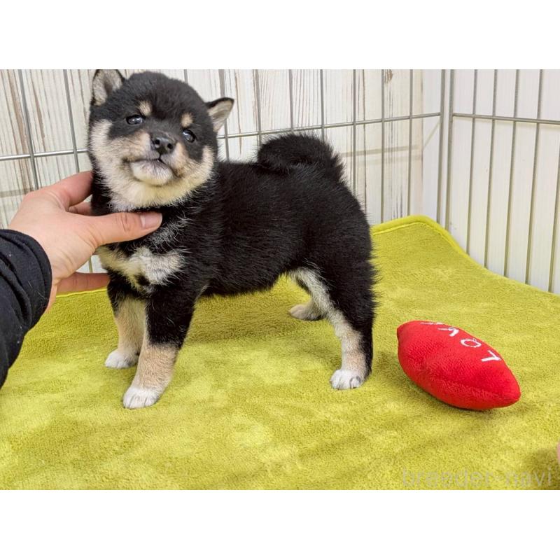 成約済の鹿児島県の豆柴-438040の4枚目