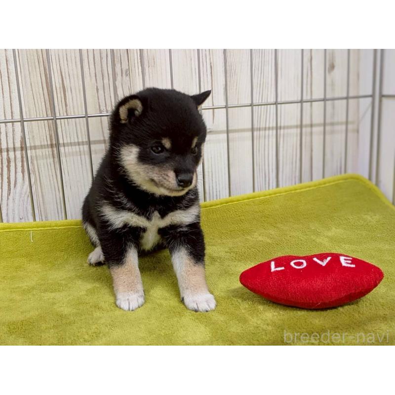 成約済の鹿児島県の豆柴-438040の3枚目