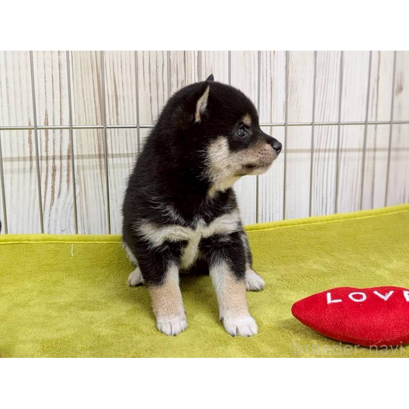 成約済の鹿児島県の豆柴-438040の2枚目