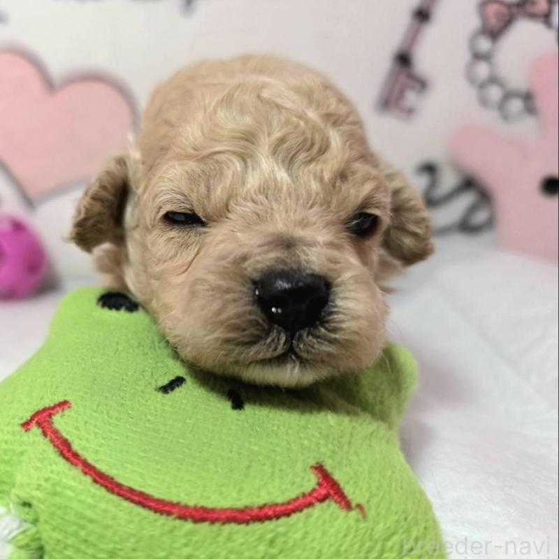 販売中の静岡県のトイプードル-443613