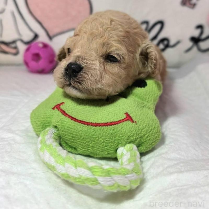 販売中の静岡県のトイプードル-443613の3枚目