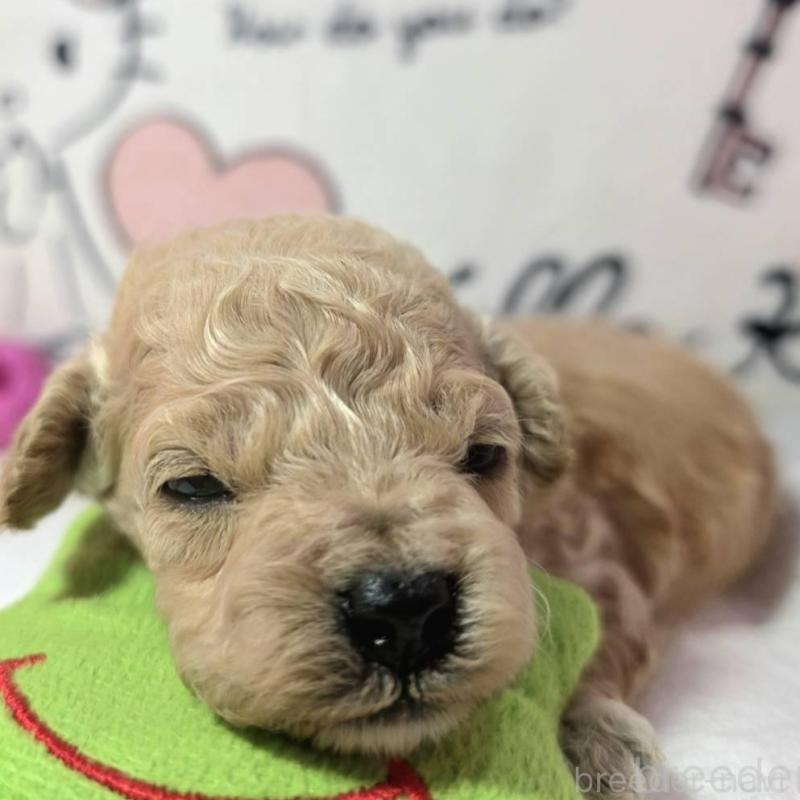 販売中の静岡県のトイプードル-443613の2枚目