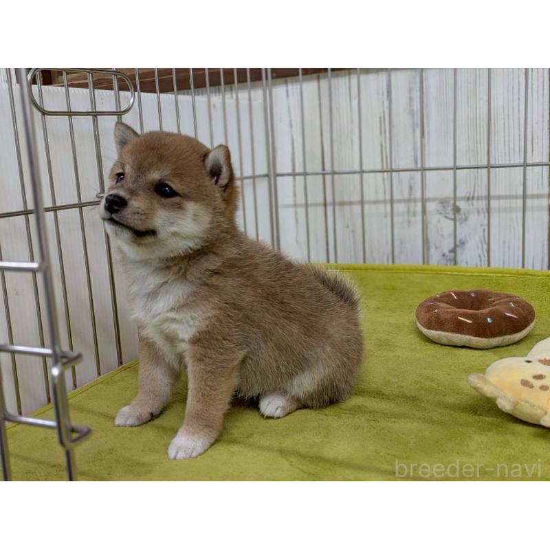 成約済の鹿児島県の豆柴-438055の3枚目