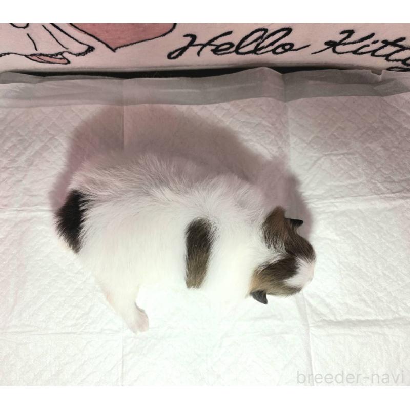 販売中の静岡県のポメラニアン-443614の5枚目