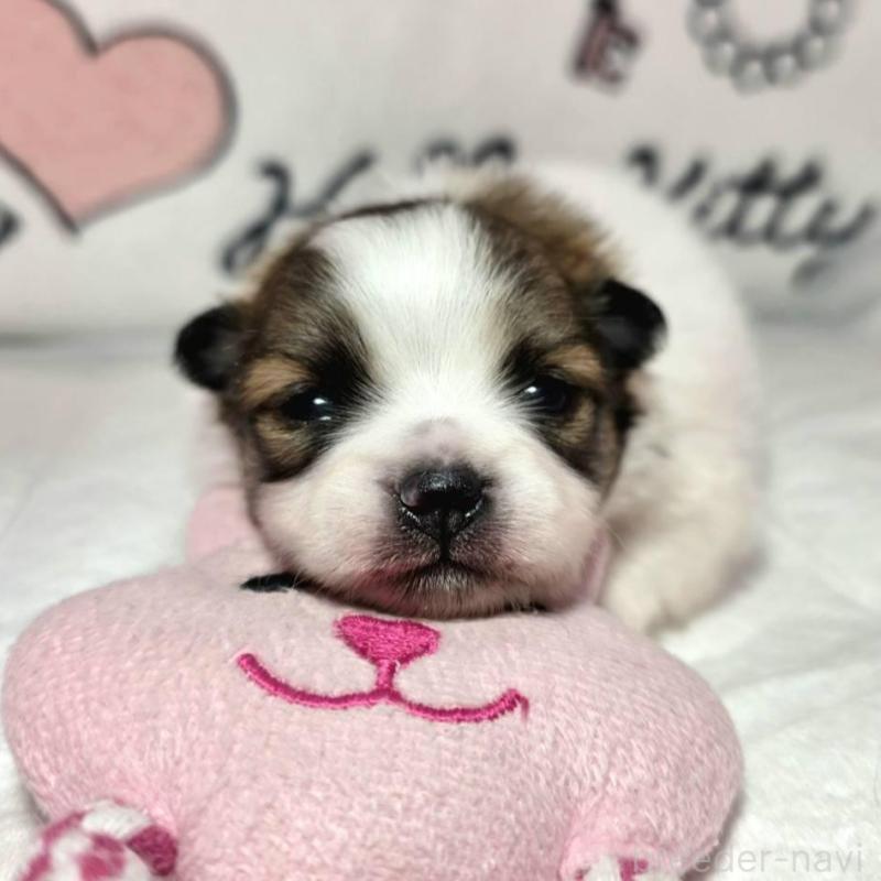 販売中の静岡県のポメラニアン-443614の1枚目