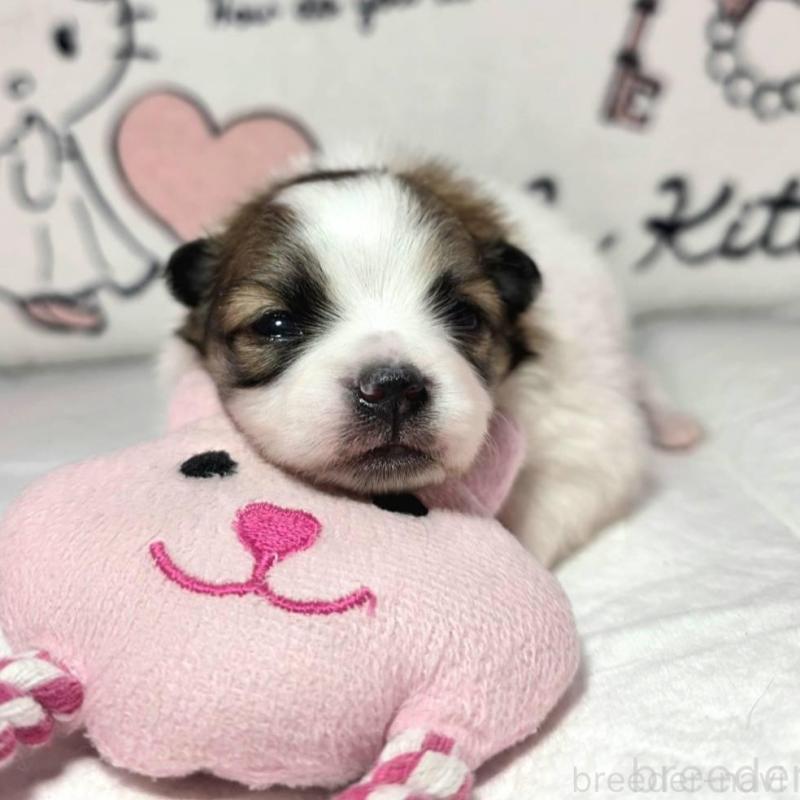 販売中の静岡県のポメラニアン-443614の4枚目