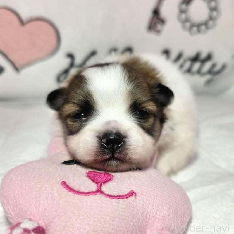 販売中の静岡県のポメラニアン-443614の3枚目